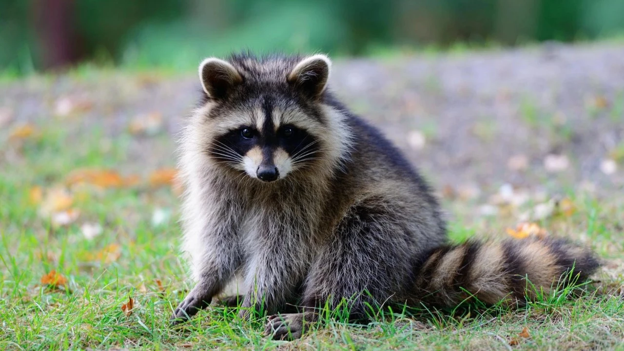 A Joke Turned Reality: Adorable Raccoon Jimothy Will Officially Join World of Warcraft